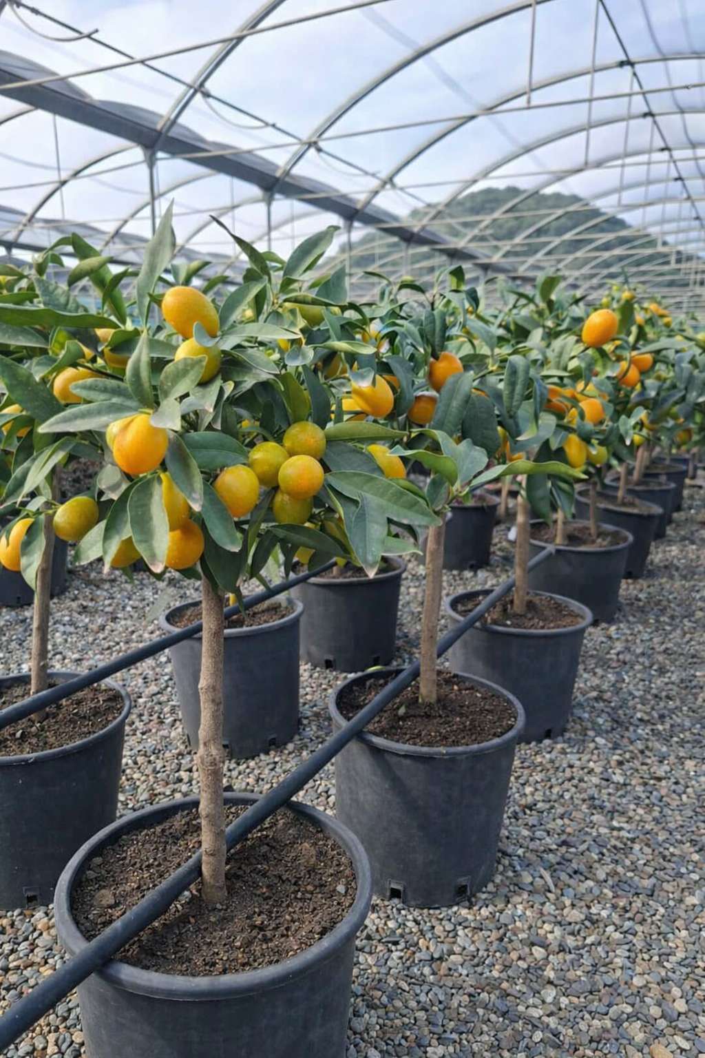Il sole in tasca: perché il Kumquat è il piccolo grande gioiello che manca sul tuo balcone