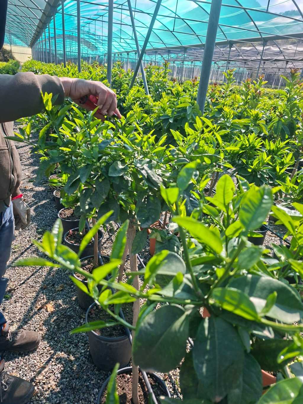 La Guida Completa alla Potatura degli Agrumi: Quando e Come Intervenire