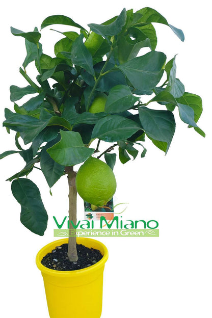 Pianta di Limone CON FRUTTO - vaso Ø 20 Giallo - immagine reale