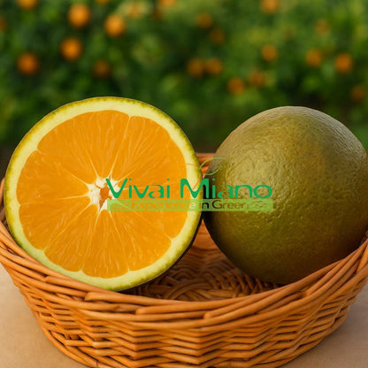 Pianta di Arancio Navel Chocolate