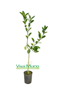 Pianta di Arancio Navel Chocolate