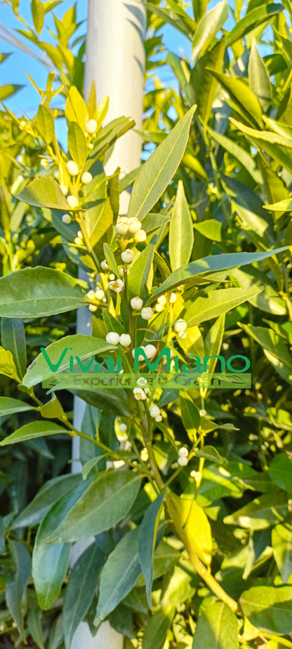 Pianta di Mandarino (vaso - 24)