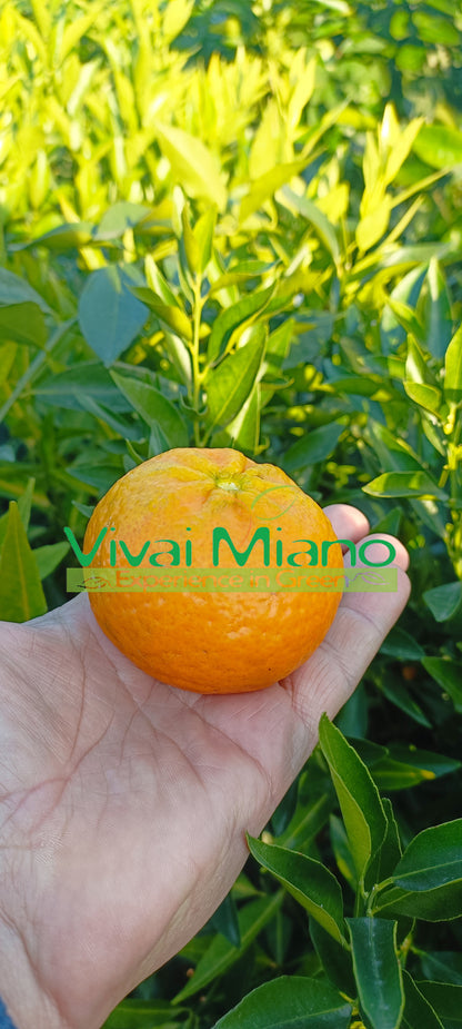 Pianta di Mandarino (vaso - 24)