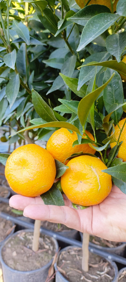 Pianta di Mandarino (Cespuglio - vaso 35)