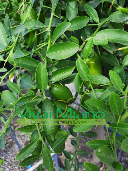 Pianta di Finger Lime Bianco