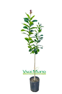 Pianta di Limone Cerza