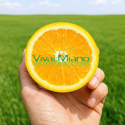 Pianta di Arancio Lane Late (vaso - 20)