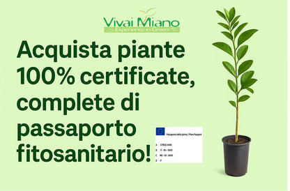Pianta di Limequatt (vaso - 20)