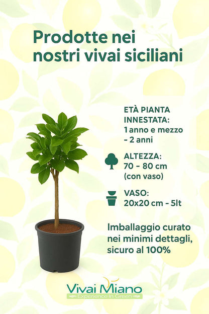 Pianta di Limequatt (vaso - 20)